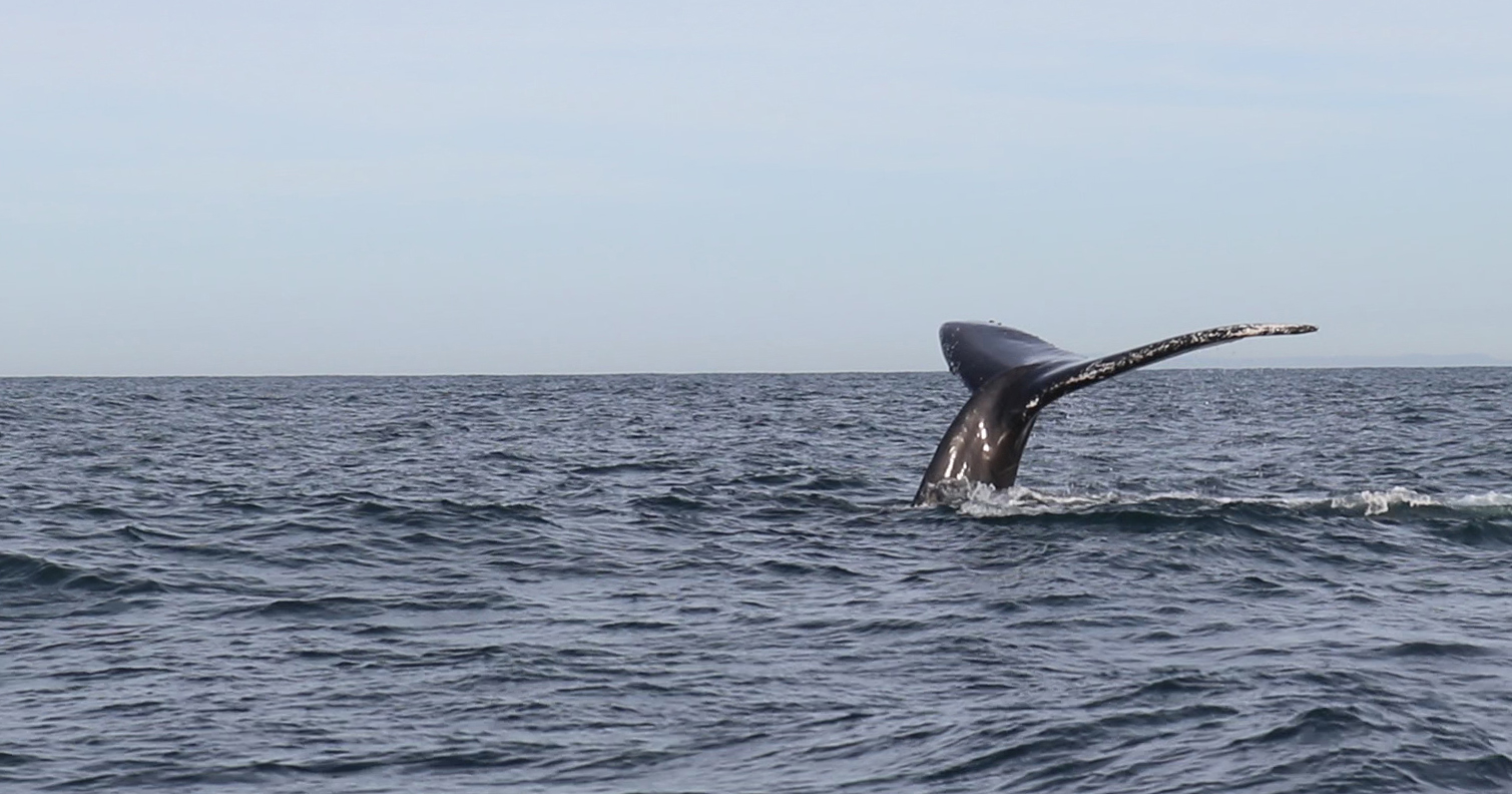 Observación de Ballenas frente a Mazatlán – Que hacer en Mazatlán