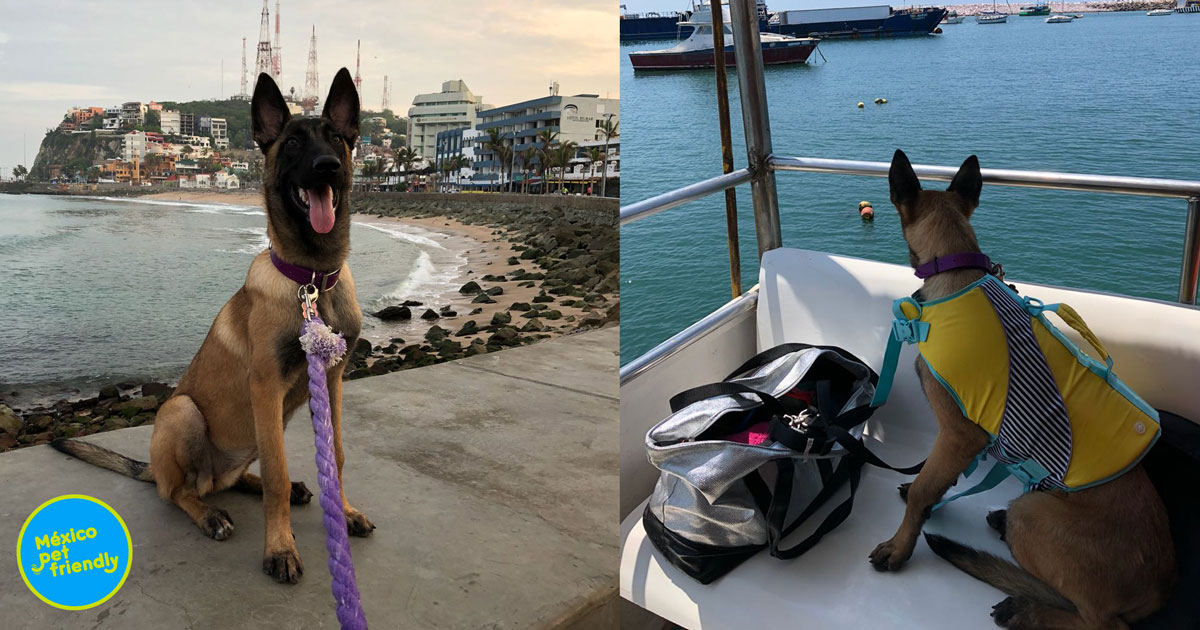 Pet friendly places in Mazatlán to celebrate your dog on his day - The  Mazatlan Post