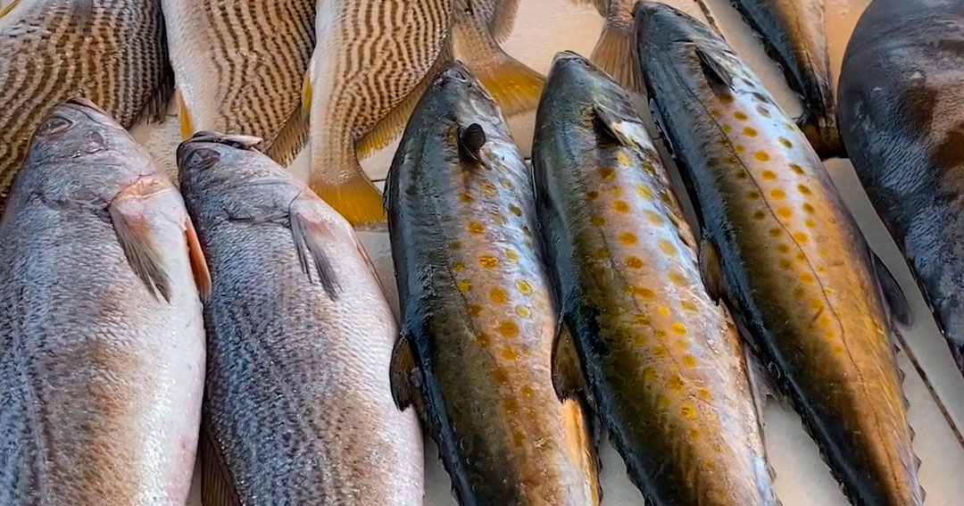 ¿Donde comprar pescado fresco en Mazatlán?