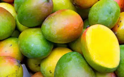 Sinaloa, el principal productor de Mango en México