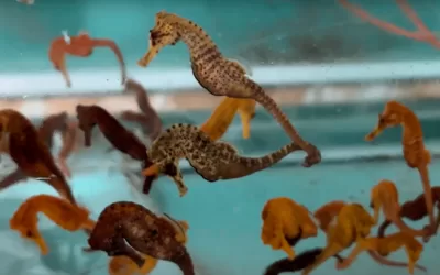 La unica granja de Caballito de Mar esta en Mazatlán