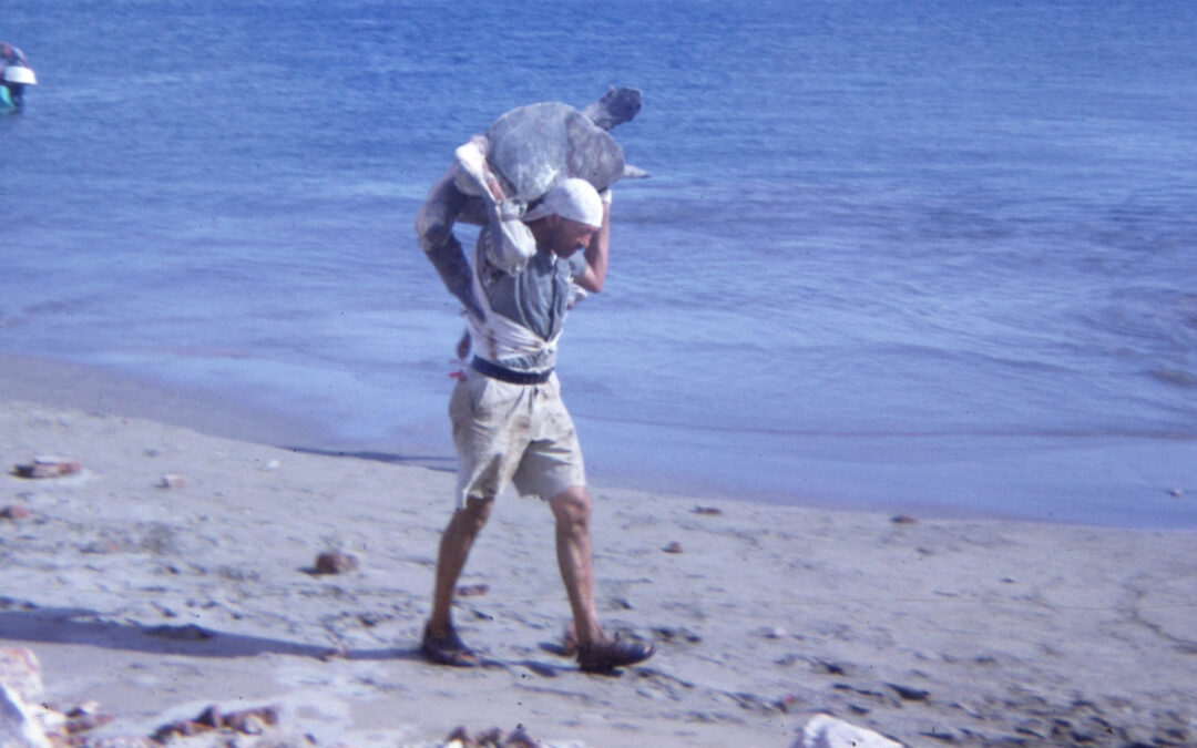 Captura de Tortugas Marinas es ilegal en Mazatlán