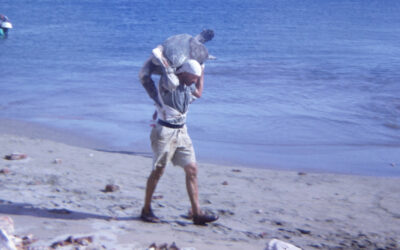 Captura de Tortugas Marinas es ilegal en Mazatlán